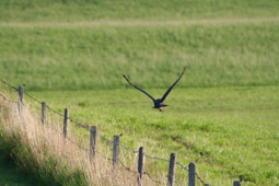 Mäusebussard