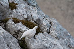 Alpenschneehuhn