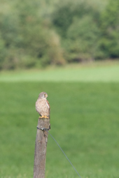 Turmfalke auf Pfahl