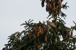 Turmfalke in Fichte