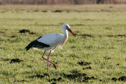 Weißstorch 01