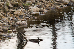 Bruchwasserläufer