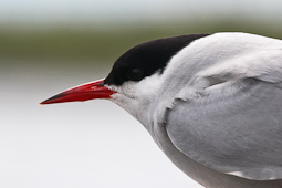 Küstenseeschwalbe(Portrait)