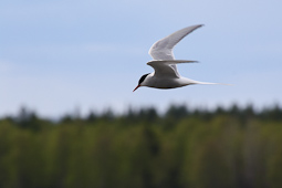 Küstenseeschwalbe im Flug