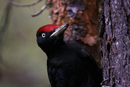 Schwarzspecht (Portrait)