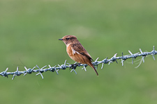 Schwarzkehlchen ♀