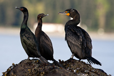 Meerscharben mit Ohrenscharbe