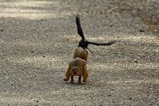 Rothörnchen (Jagd auf den Nesträuber)