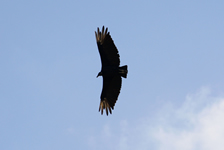 Rabengeier im Flug