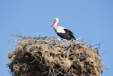 Weißstorch im Nest