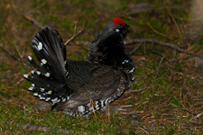 Tannenhuhn ♂