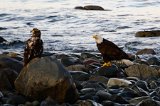 junger und alter Weißkopfseeadler