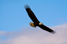 Weißkopfseeadler